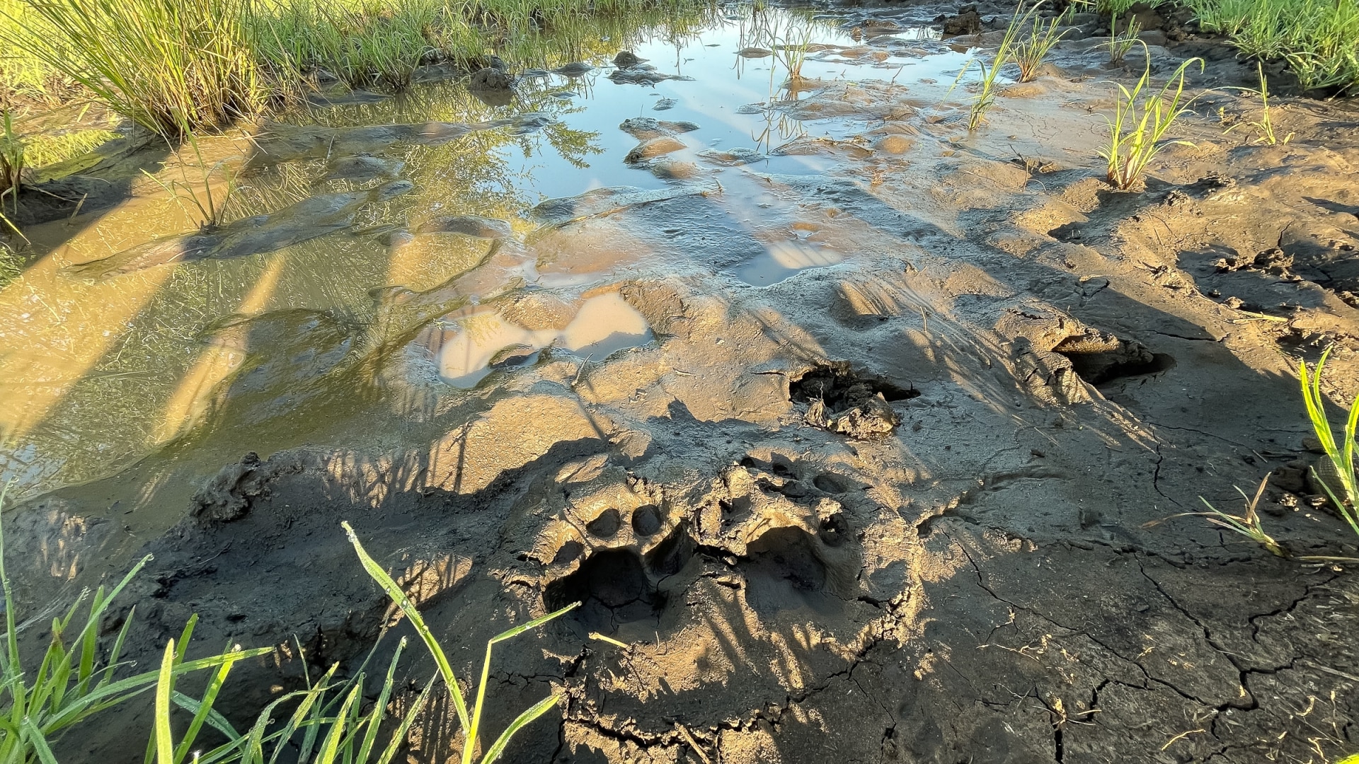 Wandersafari durch Südafrika